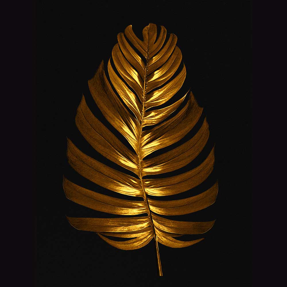 Tropical & Botanical Gallery #16 - Billede 2