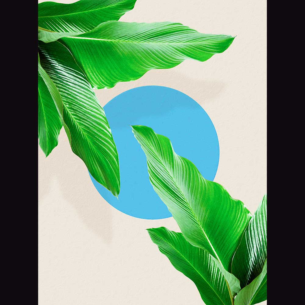 Tropical & Botanical Gallery #5 - Billede 2