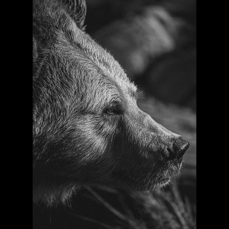 Grey Art Nature - Bear