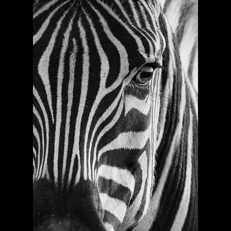 Grey Art Nature - Zebra