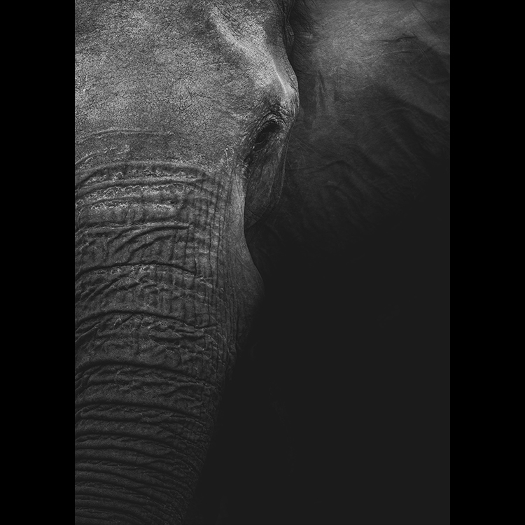 Grey Art Nature - Elephant