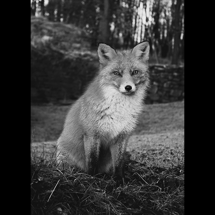 Grey Art Nature - Fox