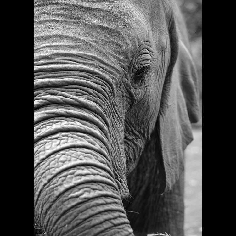 Grey Art Nature - Elephant 2