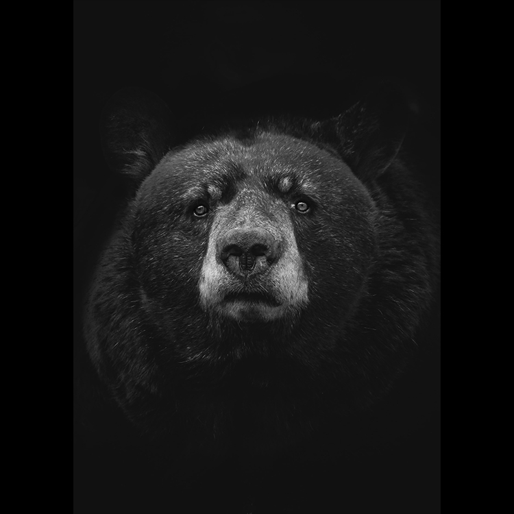 Grey Art Nature - Bear 2