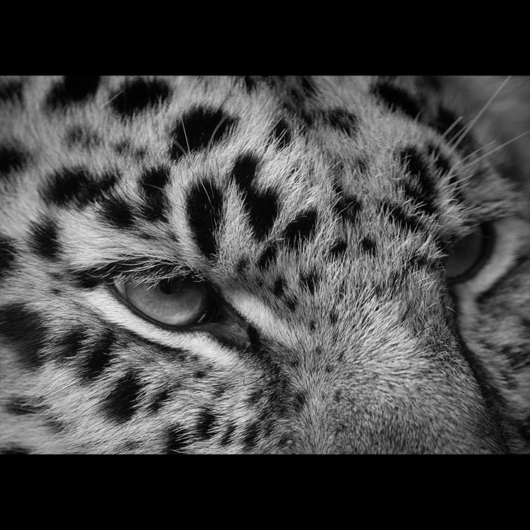 Grey Art Nature - Leppard