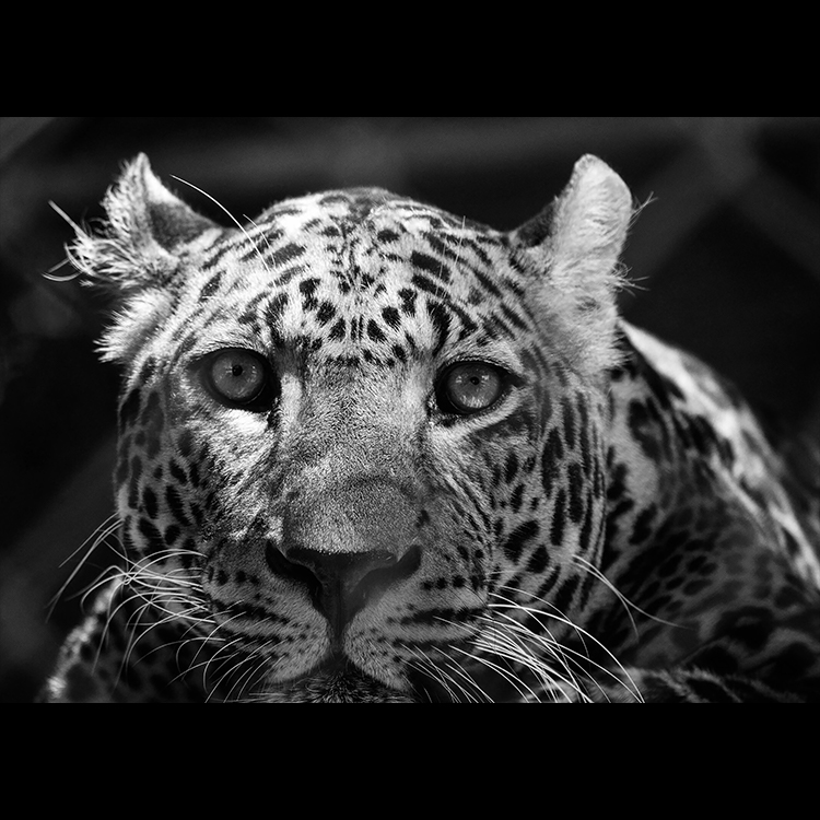Grey Art Nature - Leppard 2