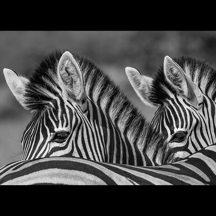 Grey Art Nature - Zebra 2
