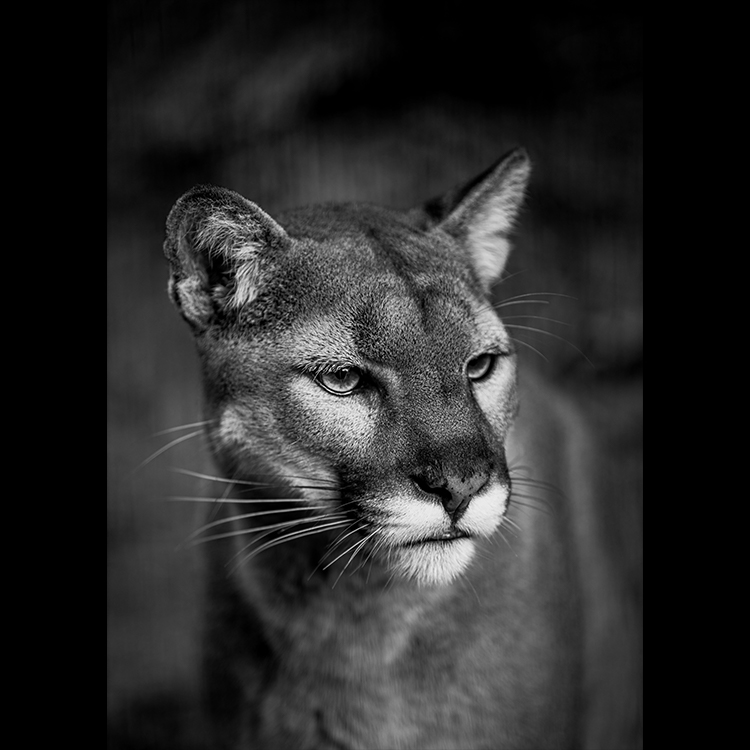 Grey Art Nature - Lion 2