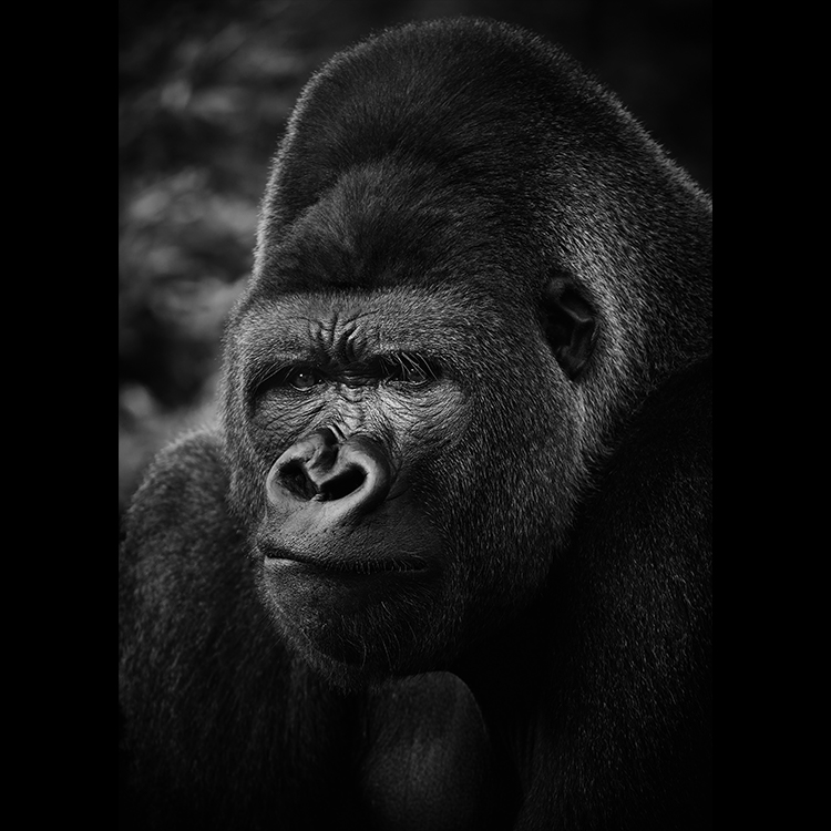 Grey Art Nature - Gorilla
