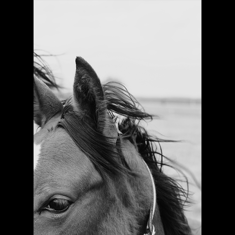 Grey Art Nature - Horse