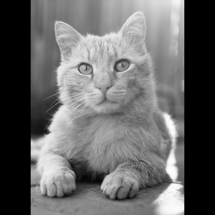 Grey Art Nature - Cat