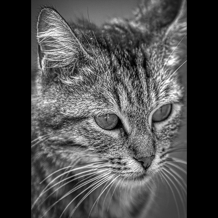 Grey Art Nature - Cat 2