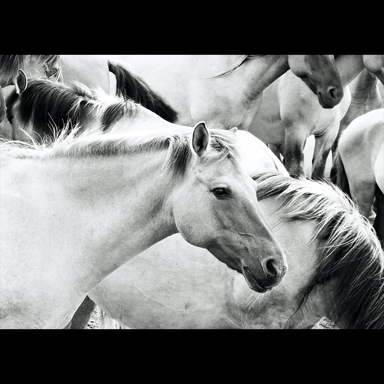 Grey Art Nature - Horse 2