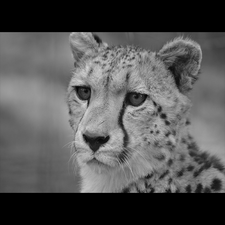 Grey Art Nature - Leppard 3