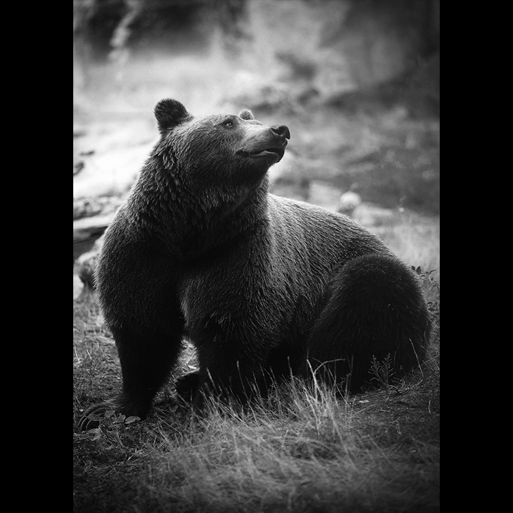 Grey Art Nature - Bear 2