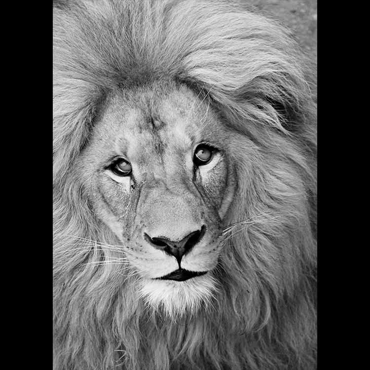 Grey Art Nature - Lion 3