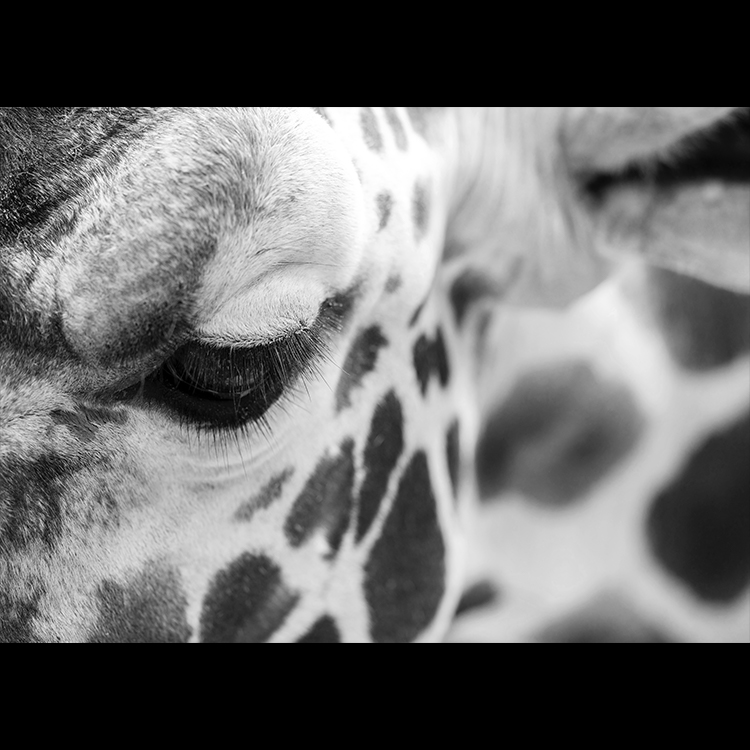 Grey Art Nature - Giraffe