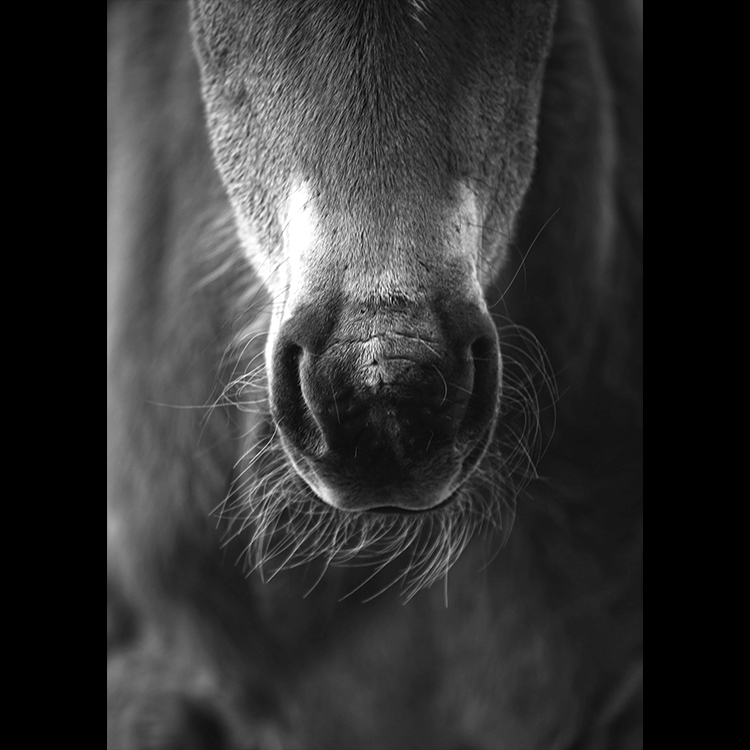 Grey Art Nature - Horse 3