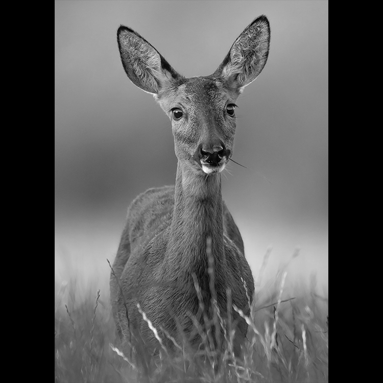Grey Art Nature - Deer