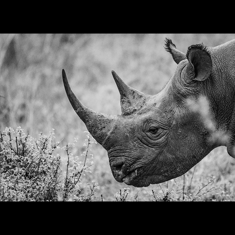 Grey Art Nature - Rhino