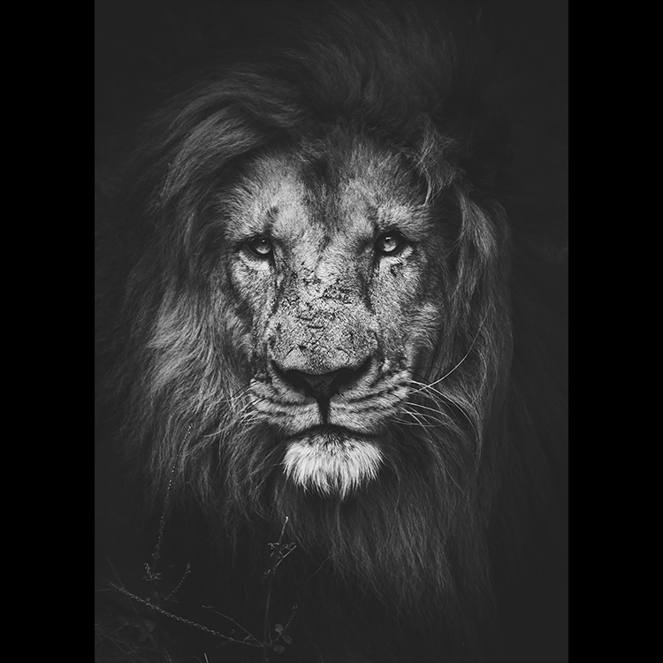 Grey Art Nature - Lion 4