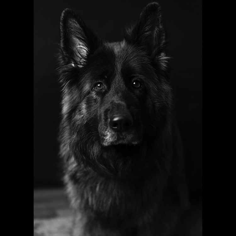 Grey Art Nature - Dog