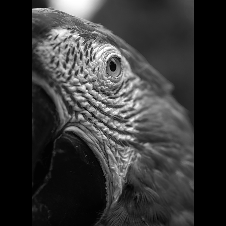 Grey Art Nature - Parrot