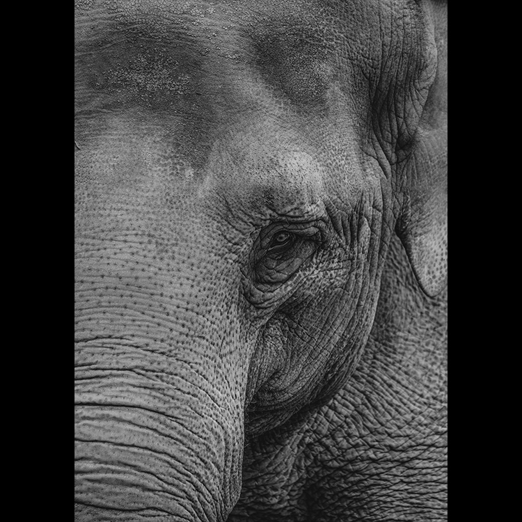 Grey Art Nature - Elephant 3