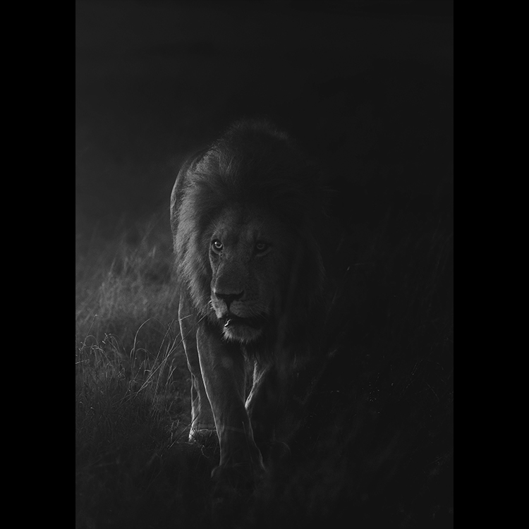 Grey Art Nature - Lion 4