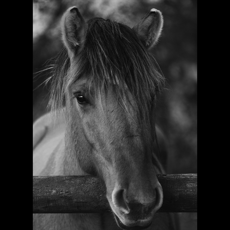 Grey Art Nature - Horse 3