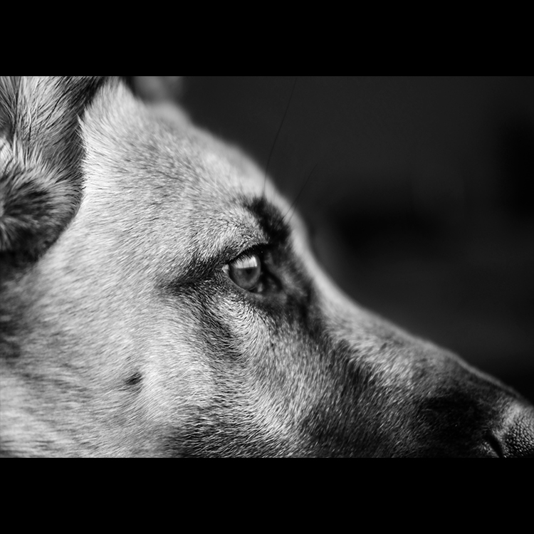 Grey Art Nature - Dog 2