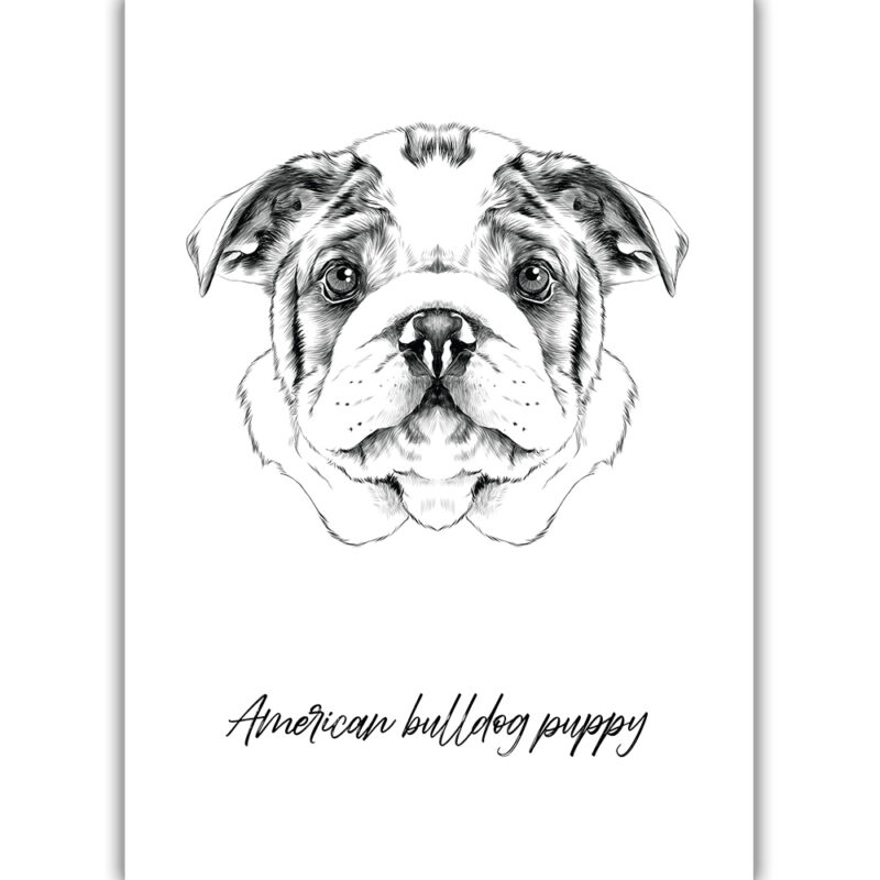 American Bulldog Puppy - Sort/Hvid
