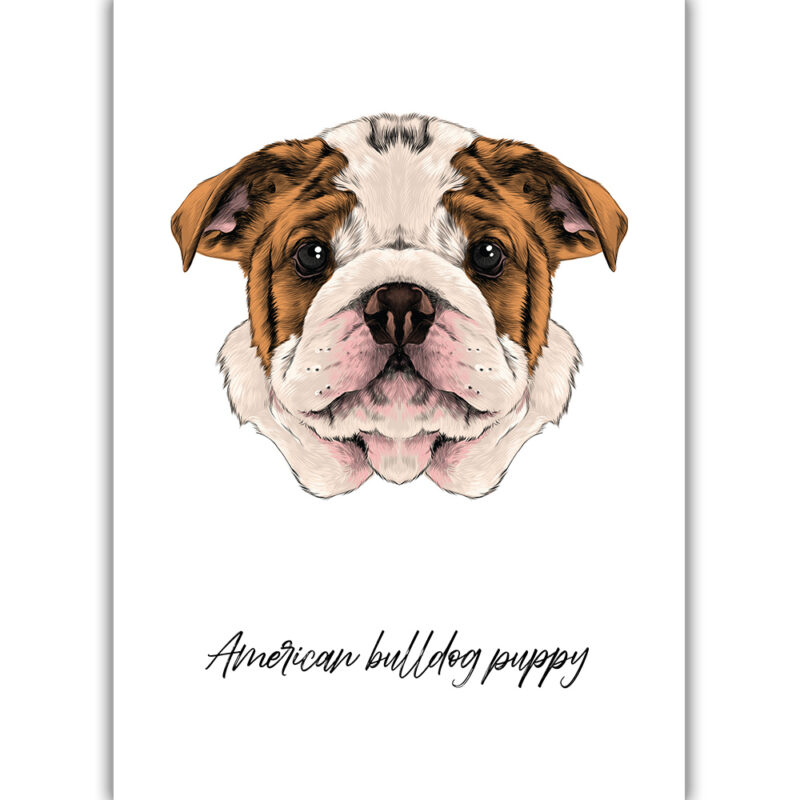 American Bulldog Puppy - Farvet