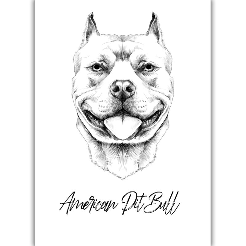 American Pit Bull - Sort/Hvid