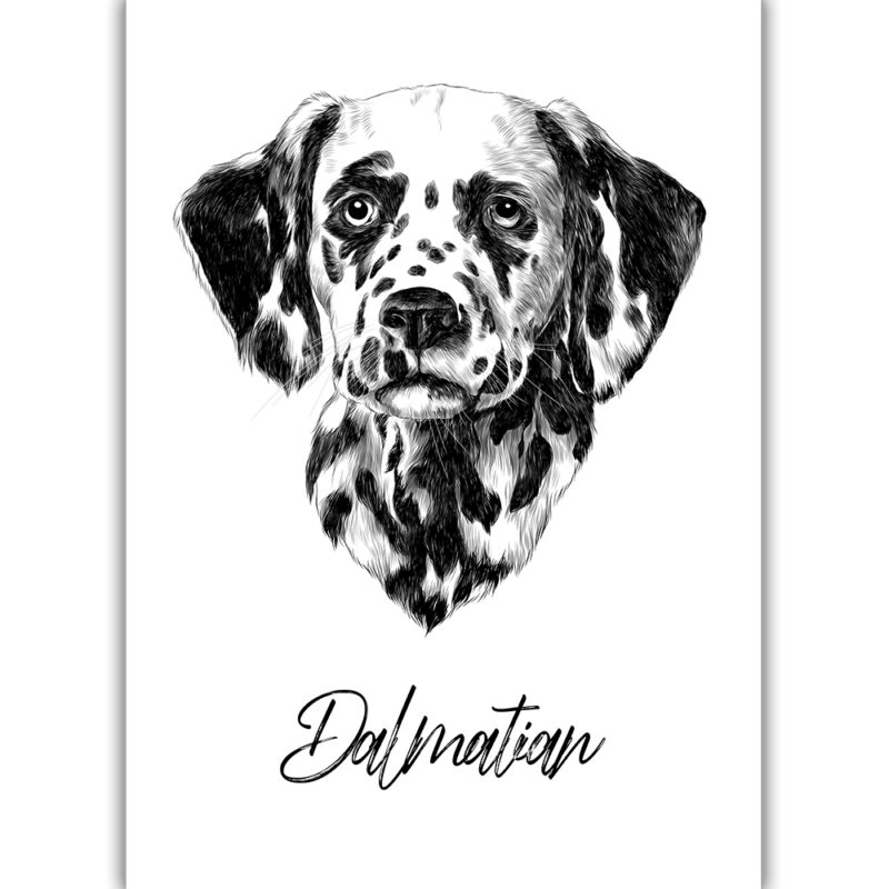 Dalmatian - Sort/Hvid