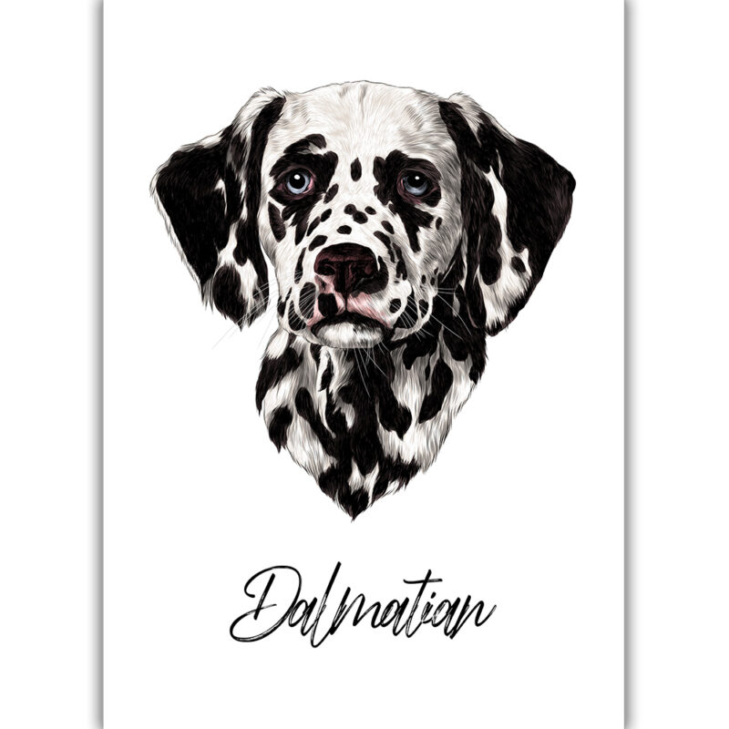 Dalmatian - Farvet