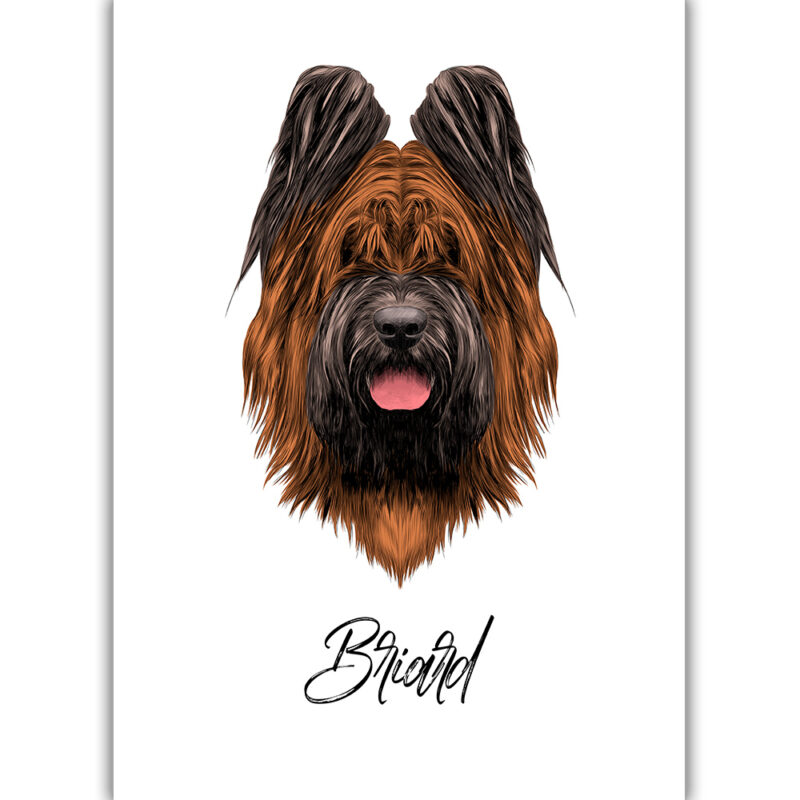 Briard - Farvet