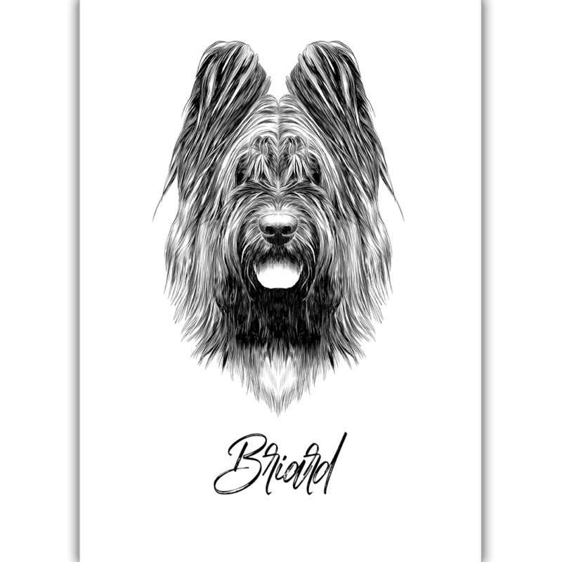Briard - Sort/Hvid