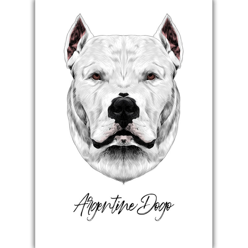 Argentine Dogo - Farvet