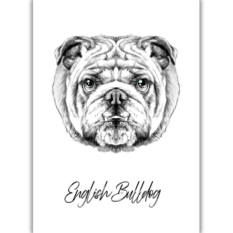 English Bulldog - Sort/Hvid