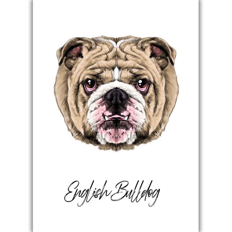 English Bulldog - Farvet