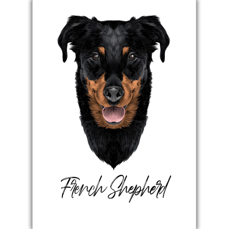 French Shepherd - Farvet