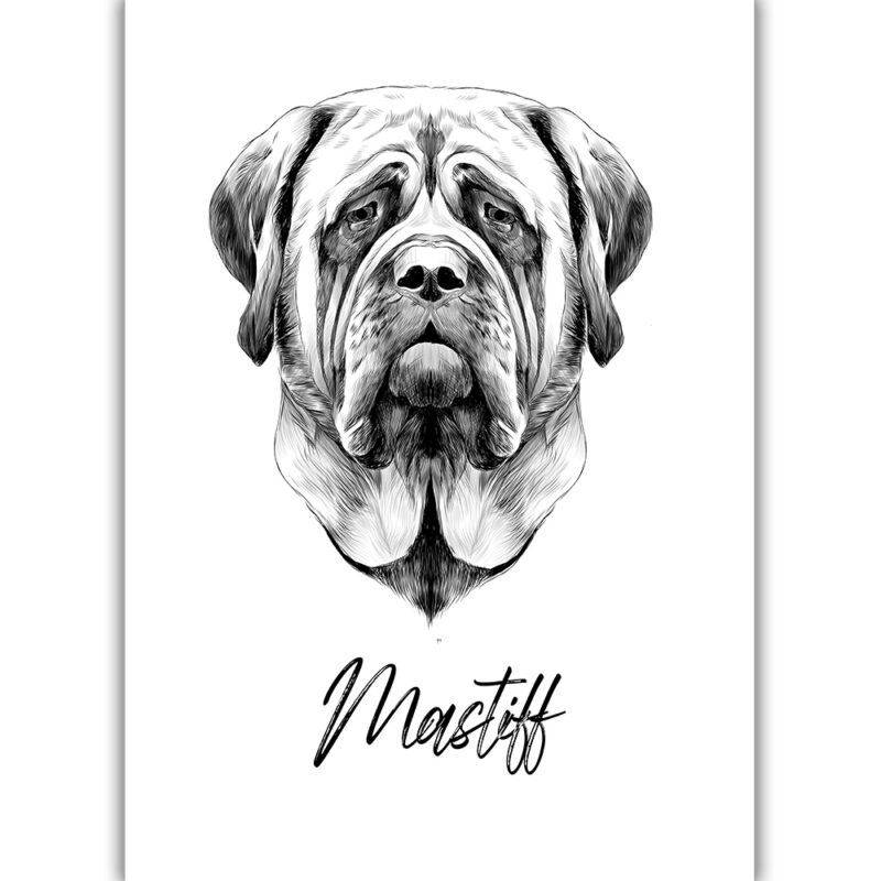 Mastiff - Sort/Hvid