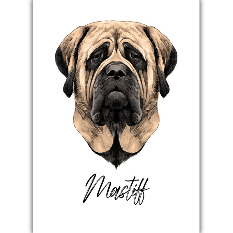 Mastiff - Farvet
