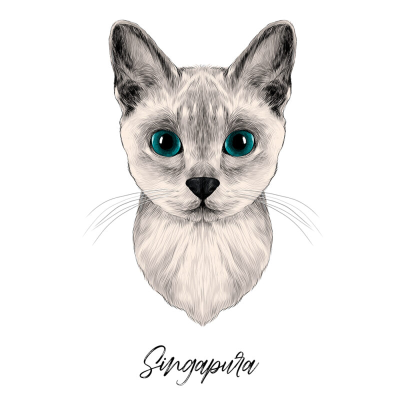 Singapura - Farvet