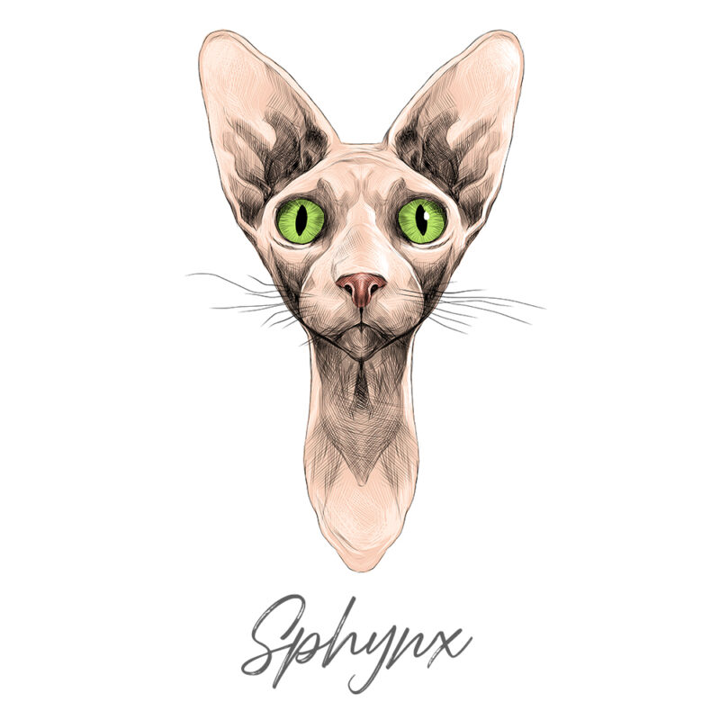 Sphynx - Farvet