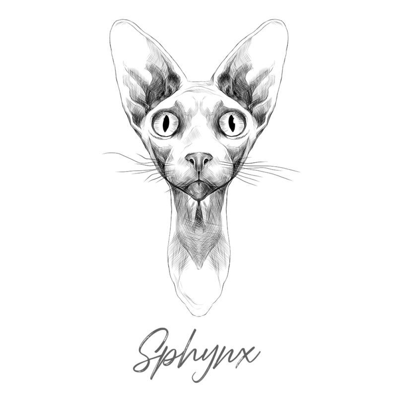 Sphynx - Sort/Hvid