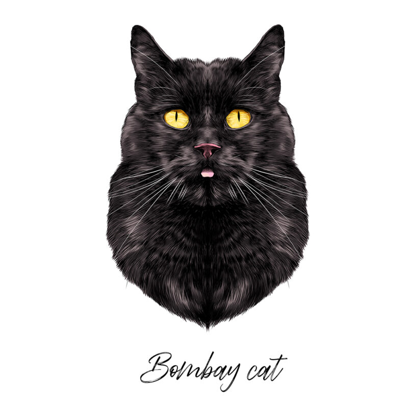 Bombay Cat - Farvet