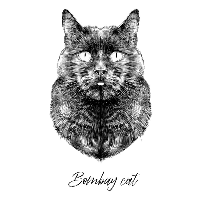 Bombay Cat - Sort/Hvid