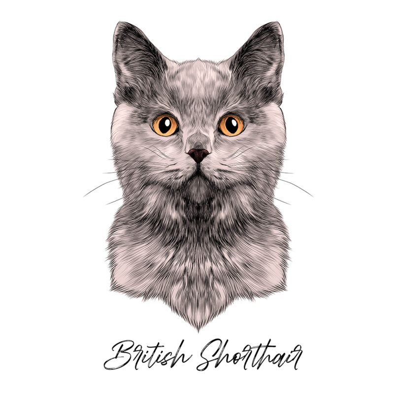 British Shorthair - Farvet